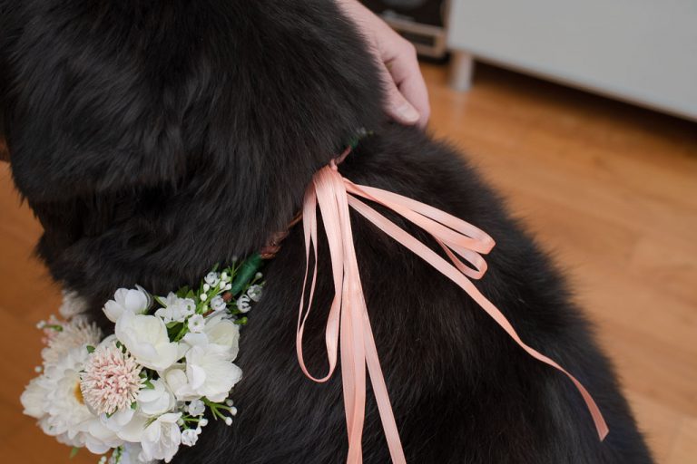 How to Create a DIY Dog Flower Collar for Your Wedding